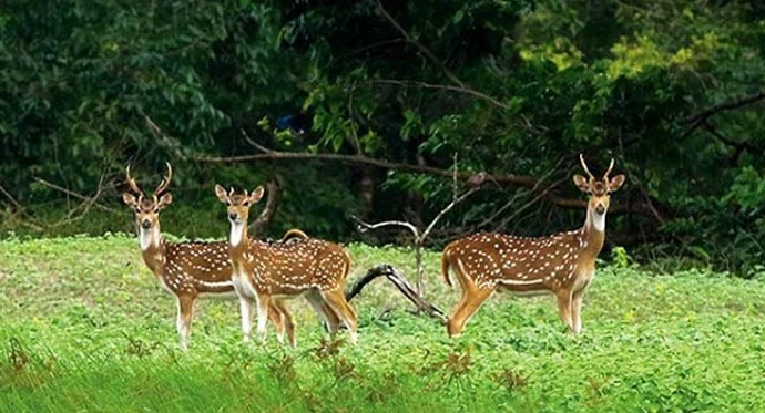 সুন্দরবনে আরো ৩১ মৃত হরিণ উদ্ধার