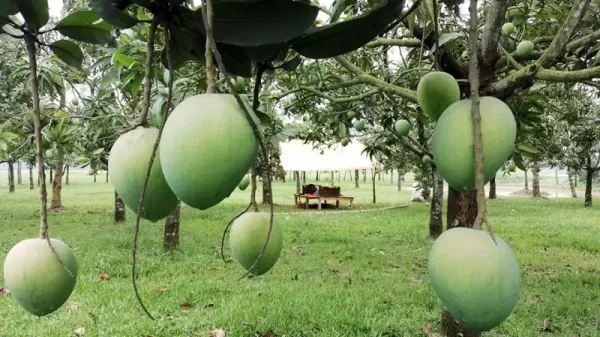 চড়া দামে বাজারে উঠছে হাঁড়িভাঙা আম