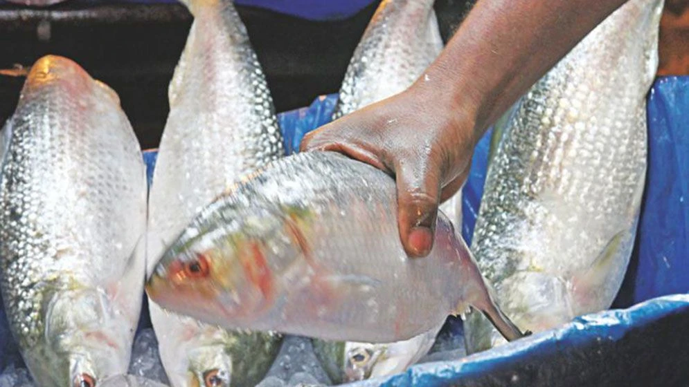 কুলাউড়া দিয়ে ভারতে গেল ৬ হাজার কেজি ইলিশ