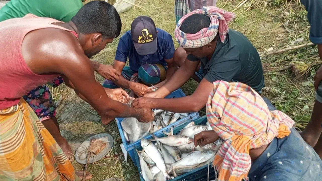 নিষেধাজ্ঞাতেও থেমে নেই ইলিশ ধরা-বিক্রি, পদ্মাপাড়েই হাট