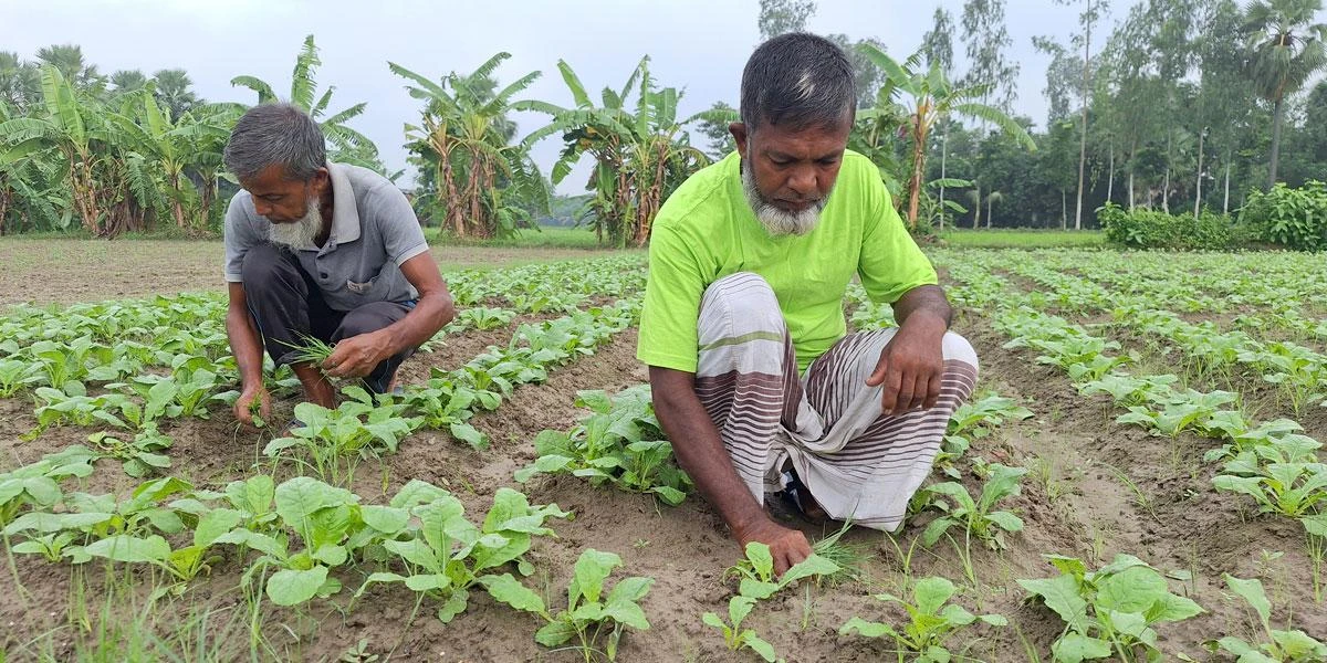 রবি মৌসুমে শস্যবীজ সরবরাহে সংকট দাম ঊর্ধ্বমুখী