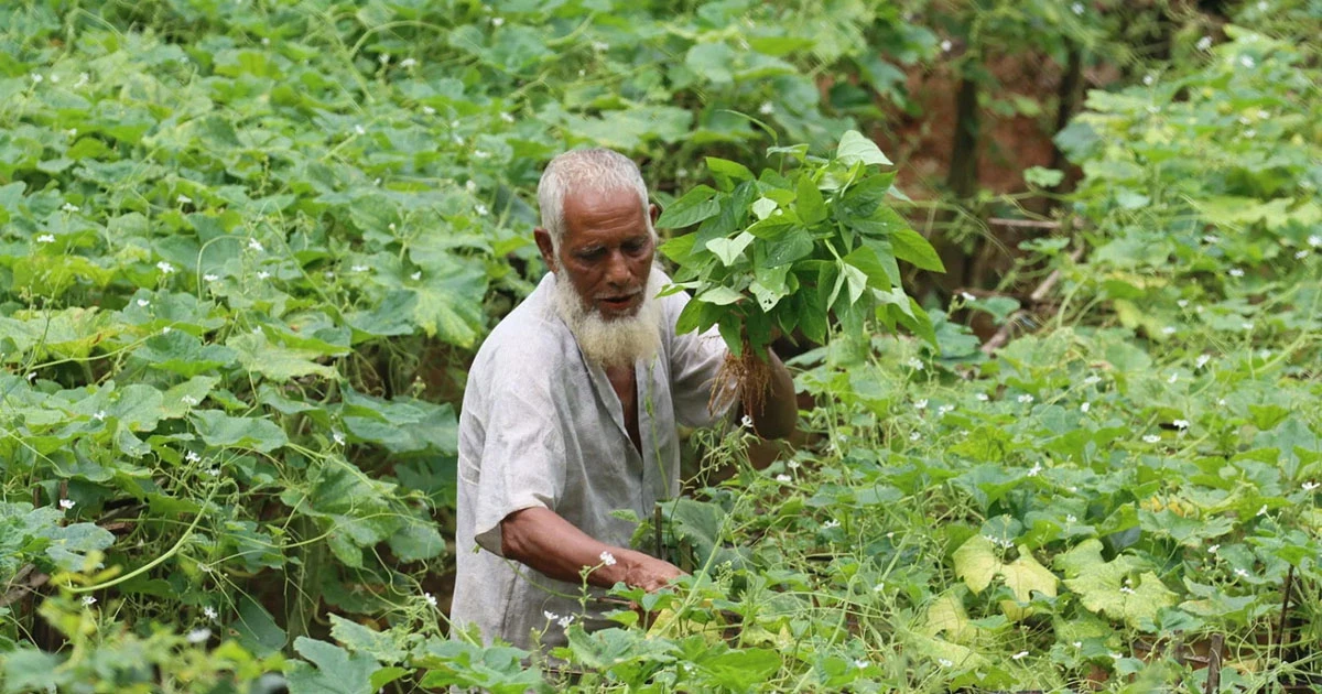 বন্যায় ফসলে বড় ঘাটতি, বাড়তে পারে সংকট