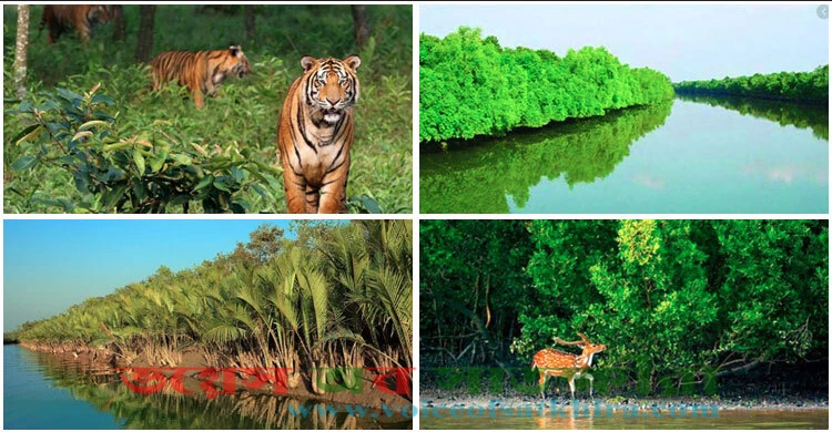 সুন্দরবন নিয়ে ৫৩ বছরেও নেই কোনো মহাপরিকল্পনা