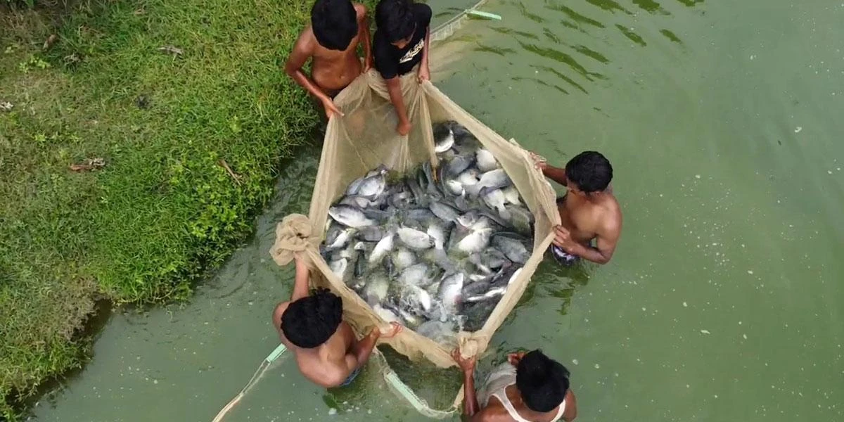 মৎস্য খাতের কর পরিশোধে ফাঁকফোকর দূর করতে যাচ্ছে এনবিআর