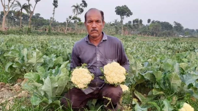 ঢাকায় ফুলকপি ২৫ টাকা, মাঠে ৫ টাকাও পাচ্ছেন না কৃষকরা