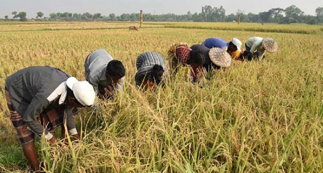 আমদানিনির্ভরতা কমাতে কৃষি খাতে জোর