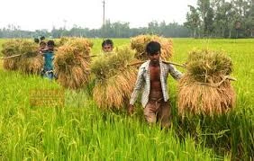 বোরো মৌসুমের আগে কৃষিঋণ বিতরণ কমেছে ১৪ শতাংশের বেশি