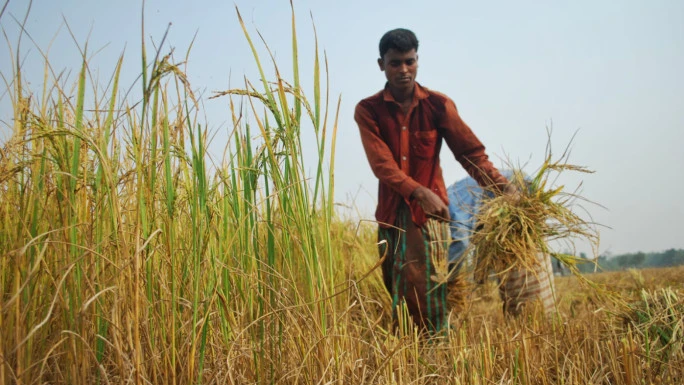 দাম বাড়িয়েও ধান পায়নি সরকার, আমনে সংগ্রহ লক্ষ্যমাত্রার মাত্র ৮.৭৫%