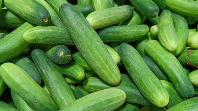 এই রমজানে শসার কেজি ১০০ টাকা