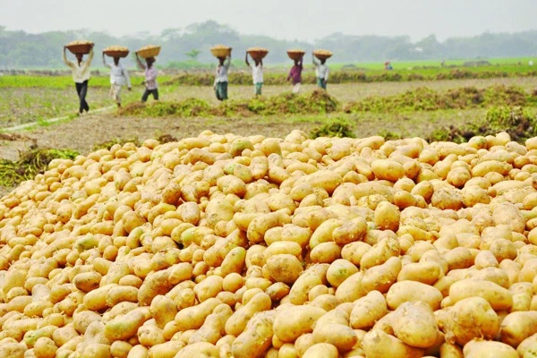 আলুর বাম্পার ফলন, তবু কৃষকের মাথায় হাত