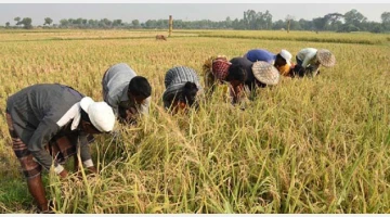 আমদানিনির্ভরতা কমাতে কৃষি খাতে জোর