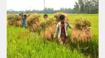 বোরো মৌসুমের আগে কৃষিঋণ বিতরণ কমেছে ১৪ শতাংশের বেশি