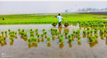 বন্যায় ক্ষতিগ্রস্ত কৃষকের হাতে প্রণোদনা পৌঁছে যাচ্ছে বিকাশে