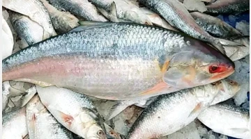 বাংলাদেশ থেকে ইলিশ নিতে চায় চীন