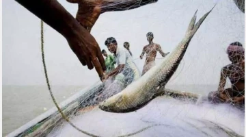 আজ থেকে পদ্মা-মেঘনায় মাছ ধরা বন্ধ