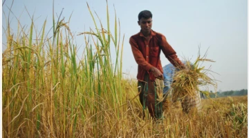 দাম বাড়িয়েও ধান পায়নি সরকার, আমনে সংগ্রহ লক্ষ্যমাত্রার মাত্র ৮.৭৫%