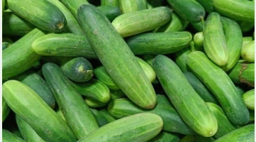 এই রমজানে শসার কেজি ১০০ টাকা