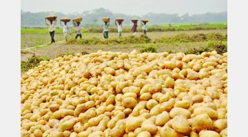 আলুর বাম্পার ফলন, তবু কৃষকের মাথায় হাত