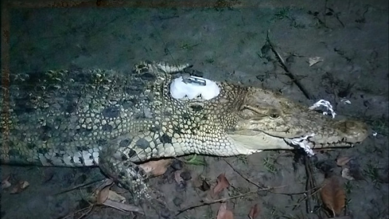 প্রথমবারের মতো কুমিরের পিঠে বসানো হলো স্যাটেলাইট ট্রান্সমিটার